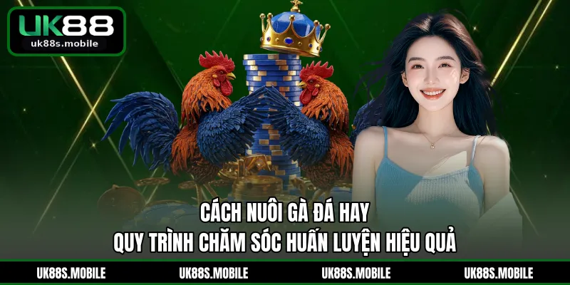 Cách Nuôi Gà Đá Hay - Quy Trình Chăm Sóc Huấn Luyện Hiệu Quả