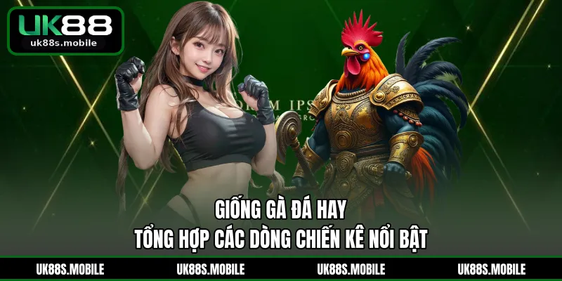 Giống Gà Đá Hay - Tổng Hợp Các Dòng Chiến Kê Nổi Bật 